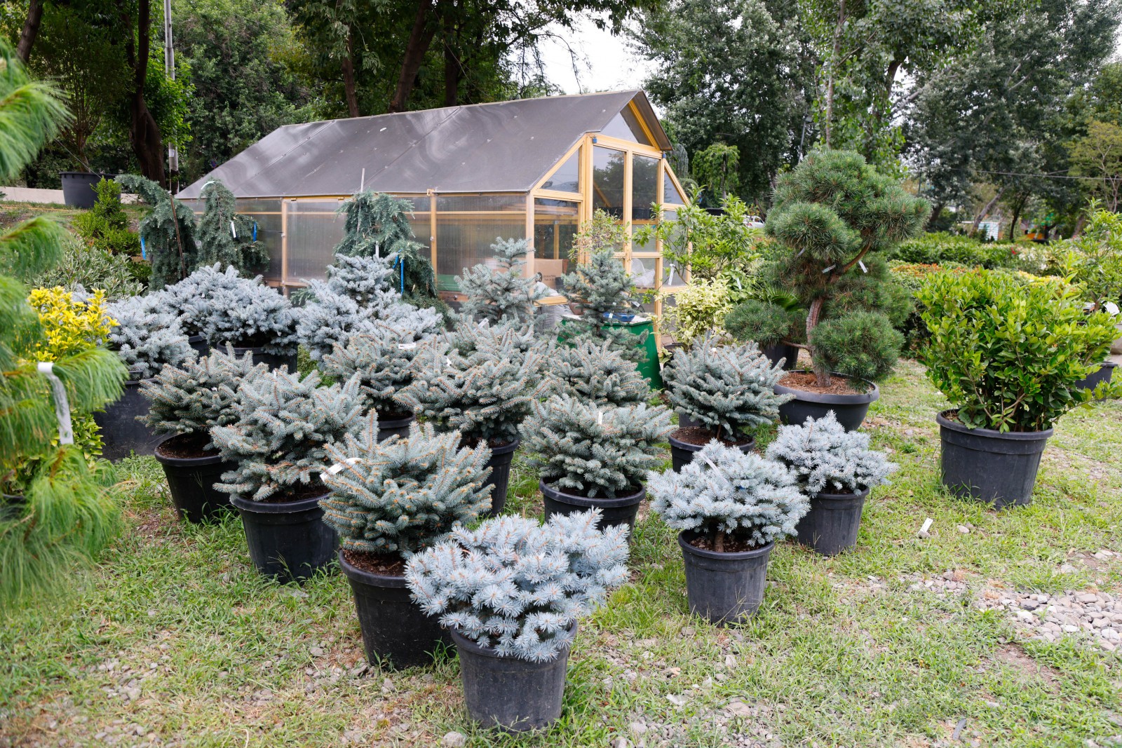 ზუგდიდის სანერგე