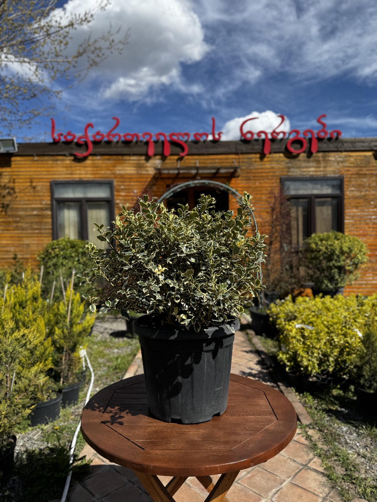 ჭყორი ჭრელფოთოლა-ilex aquifolium argenteomarginata