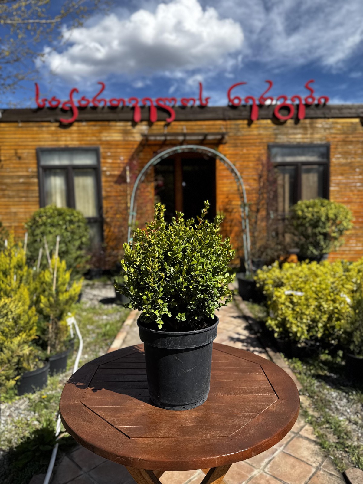 ბზა - Buxus sempervirens