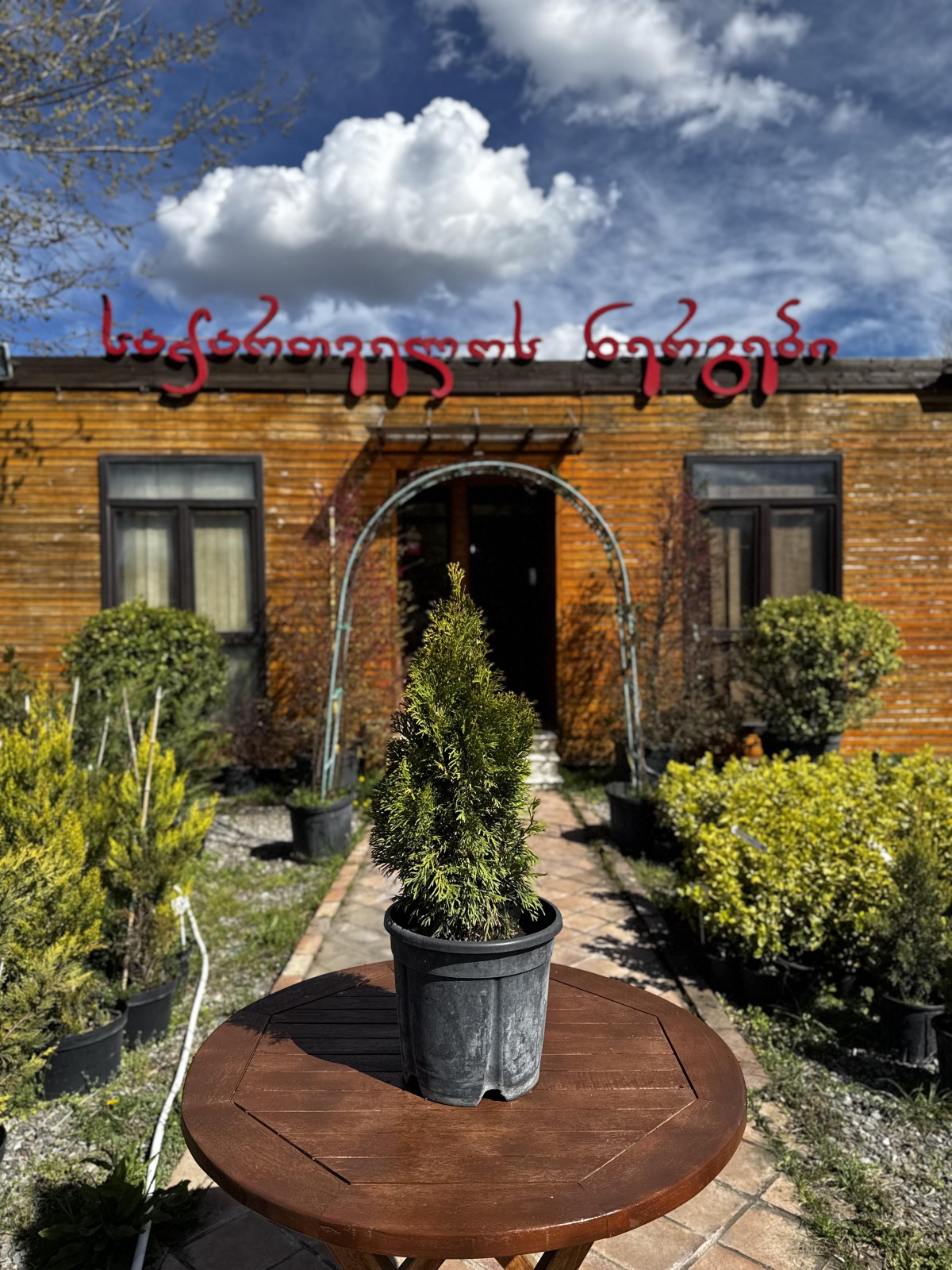 ტუია - tuja smaragd