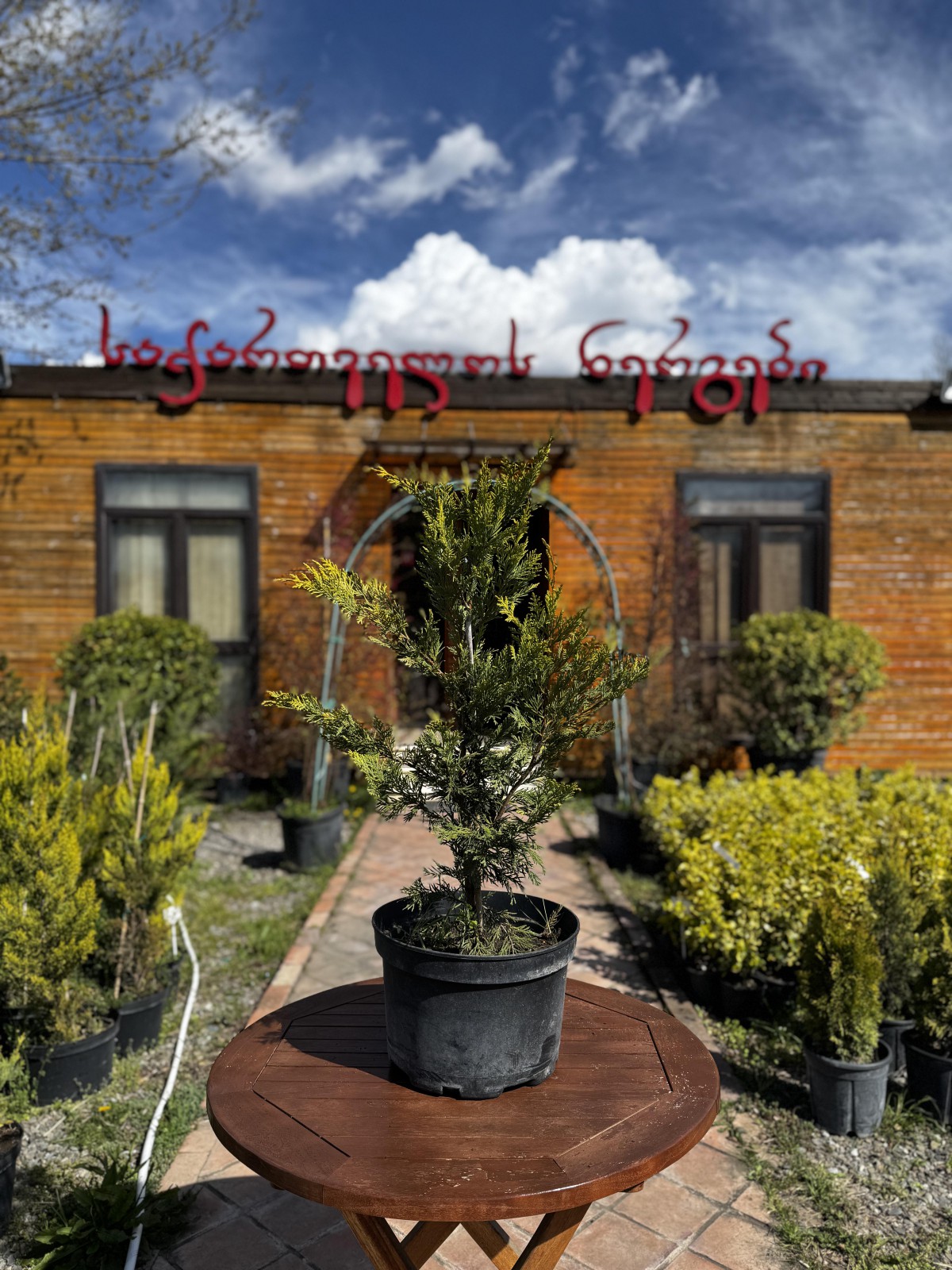 ლეილანდი გოლდრაიდერი - cupressocypariss leylandii goldrider