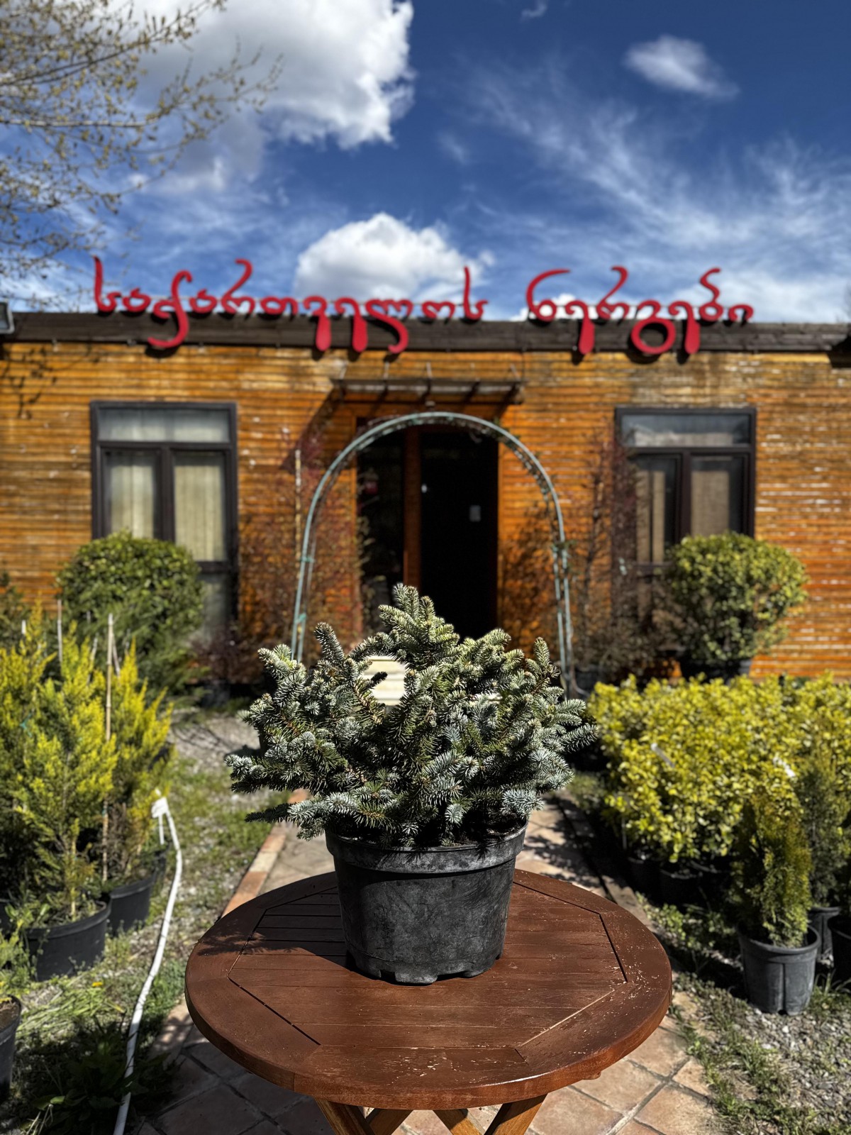 ვერცხლისფერი ნაძვი - picea pungens gauca globosa