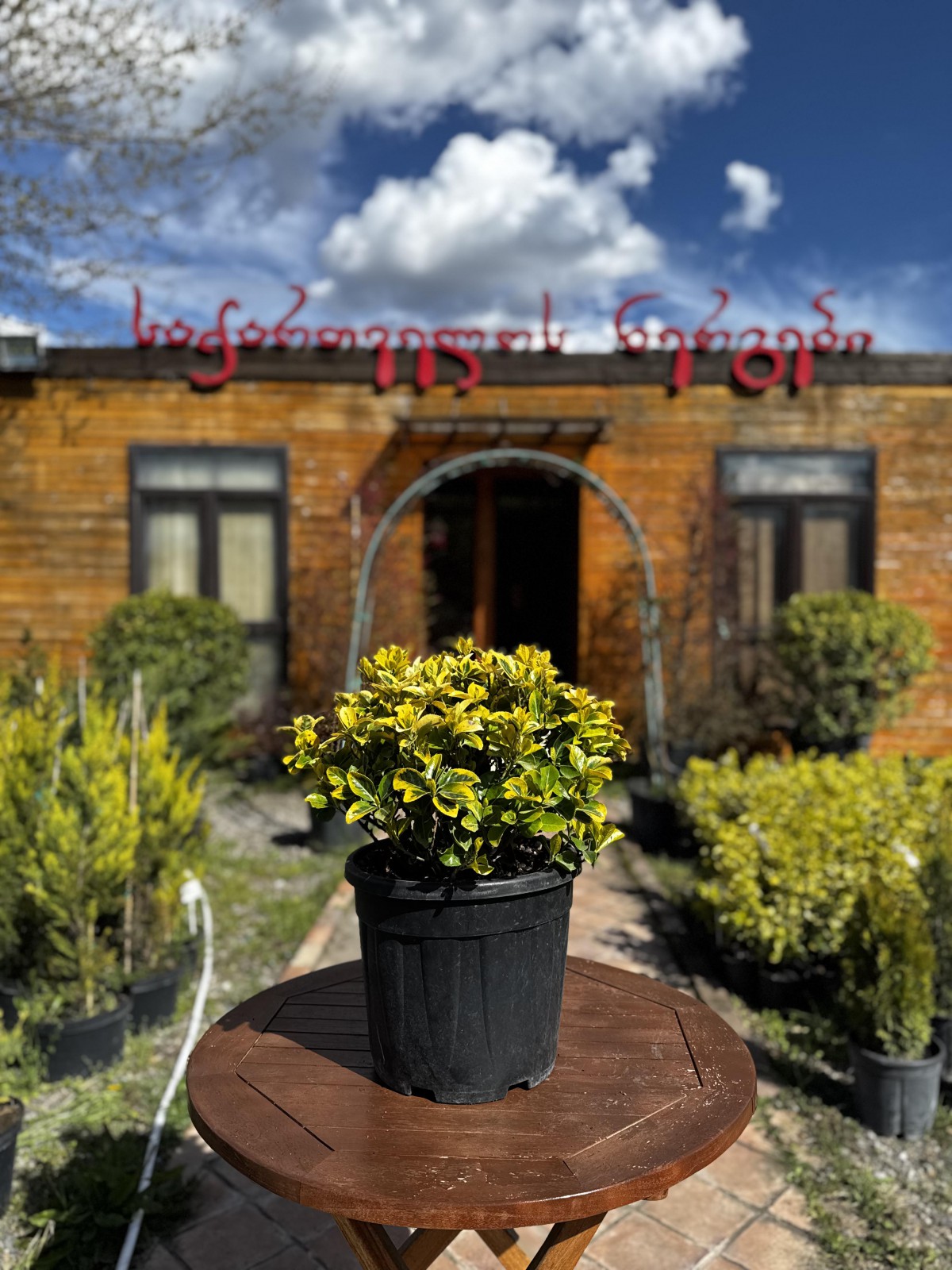 ეონიმუსი ბურთის ფორმის - eonymus japonicus