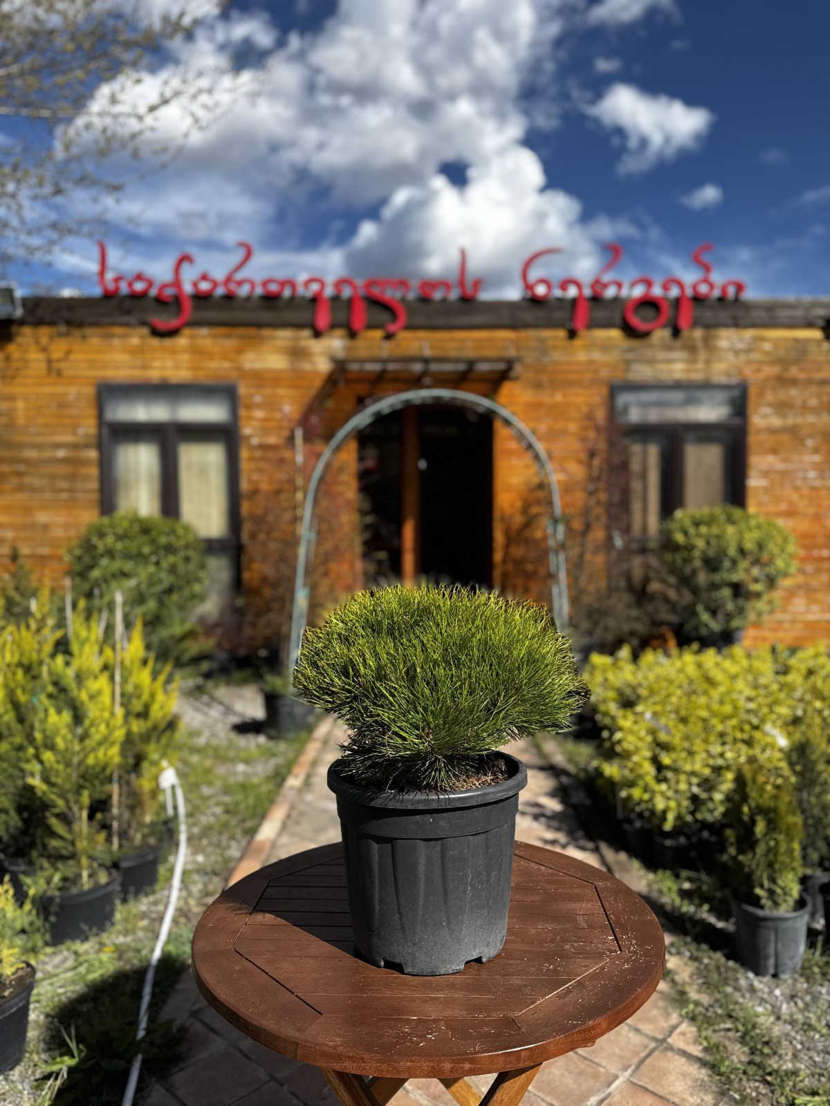 ფიჭვი - pinus brepo bambino