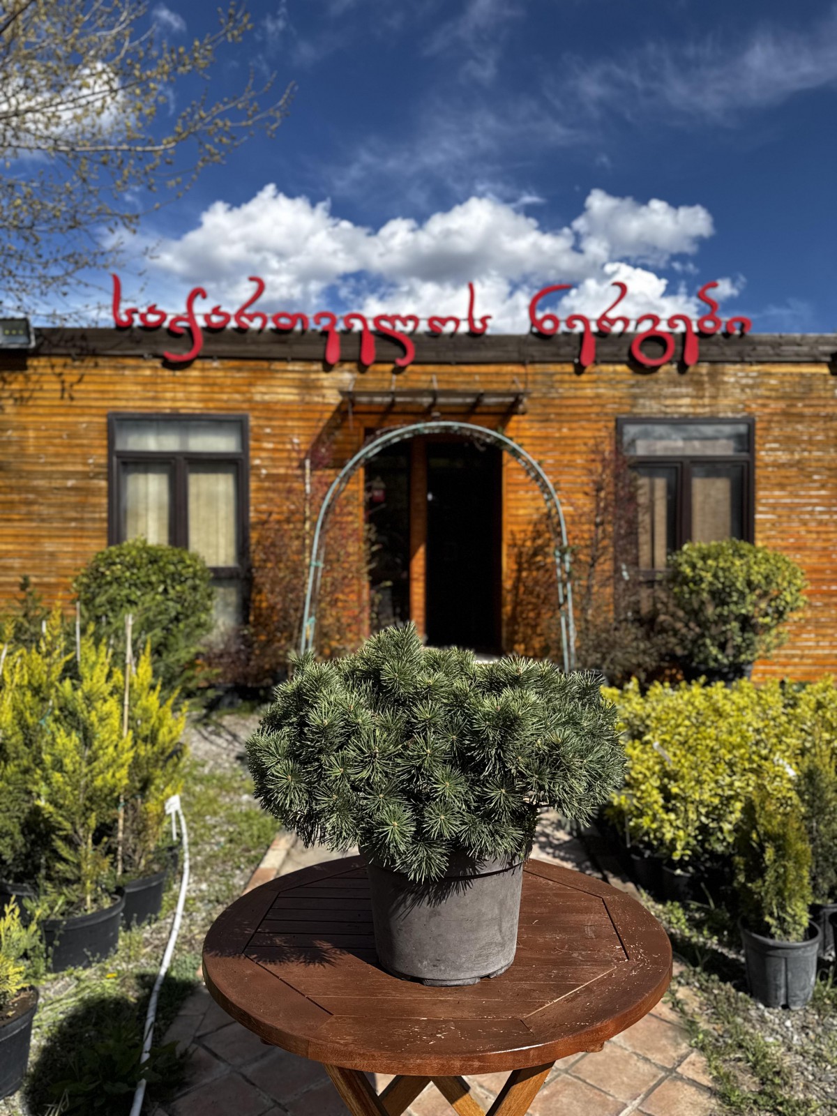 მთის ფიჭვი - pinus mugo