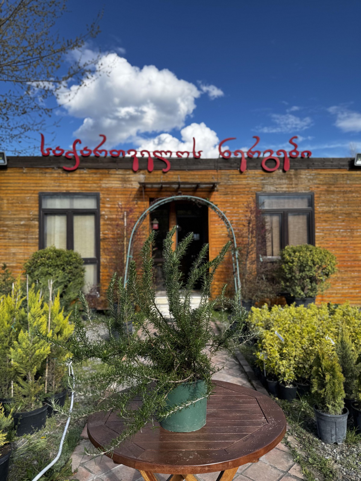 ღვია - Juniperus sabina 'Variegata'