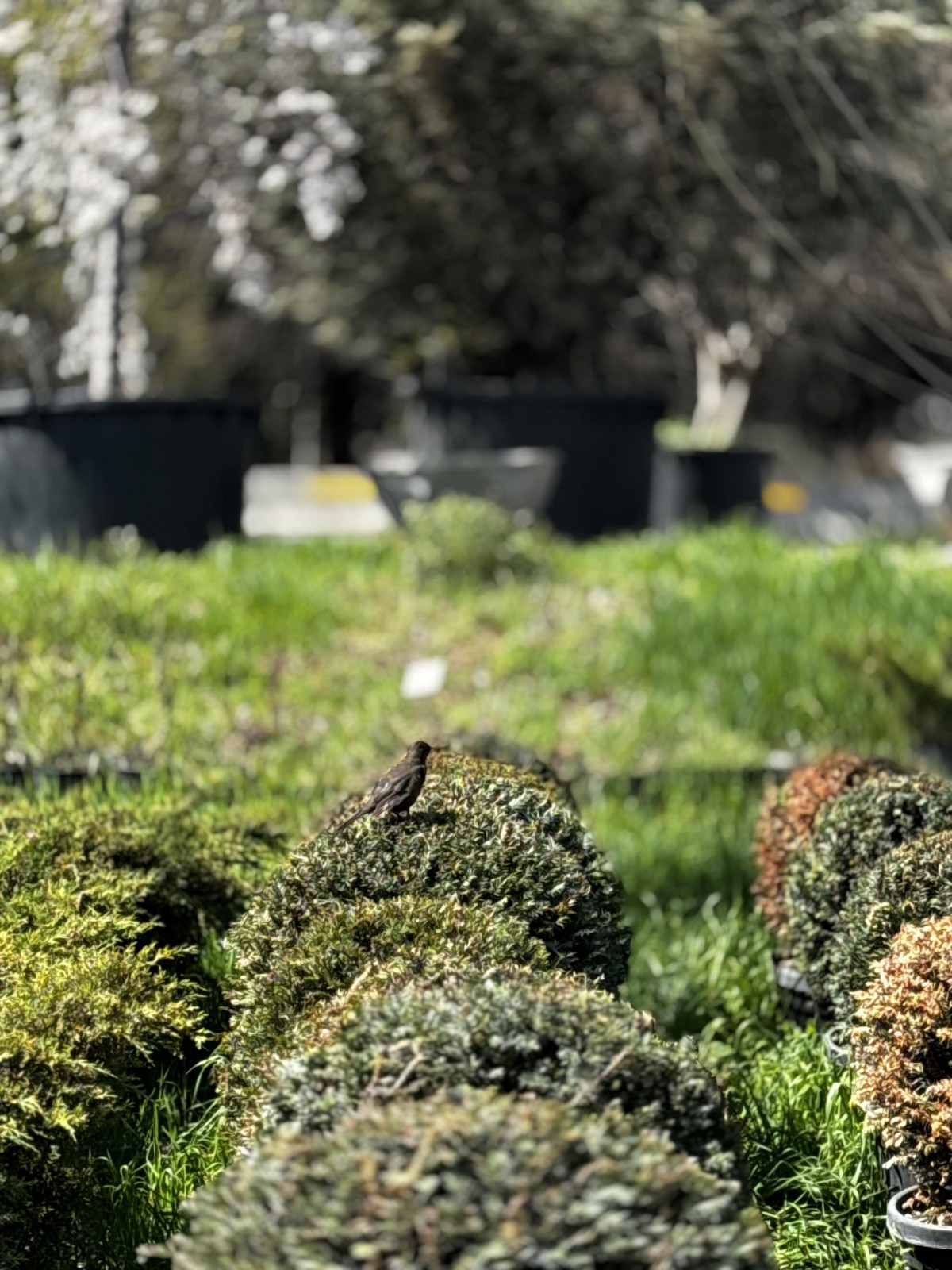 უთხოვარი - taxus baccata