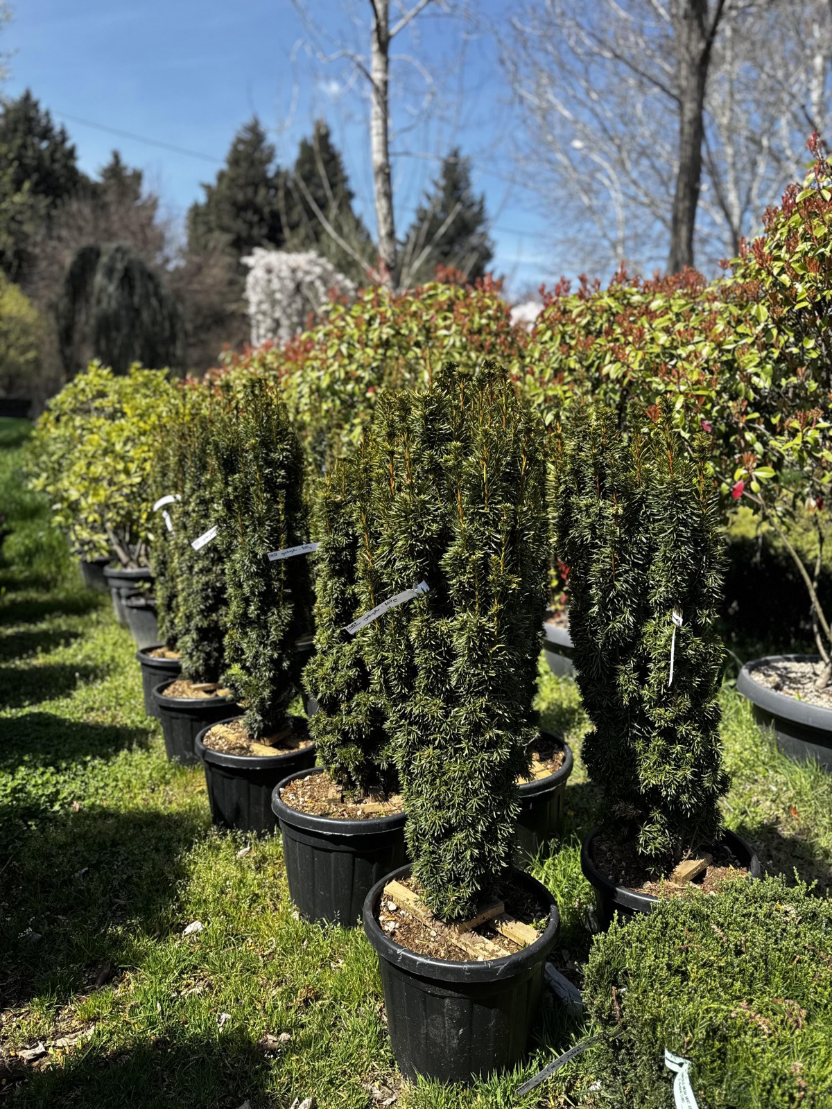 უთხოვარი - taxus baccata david