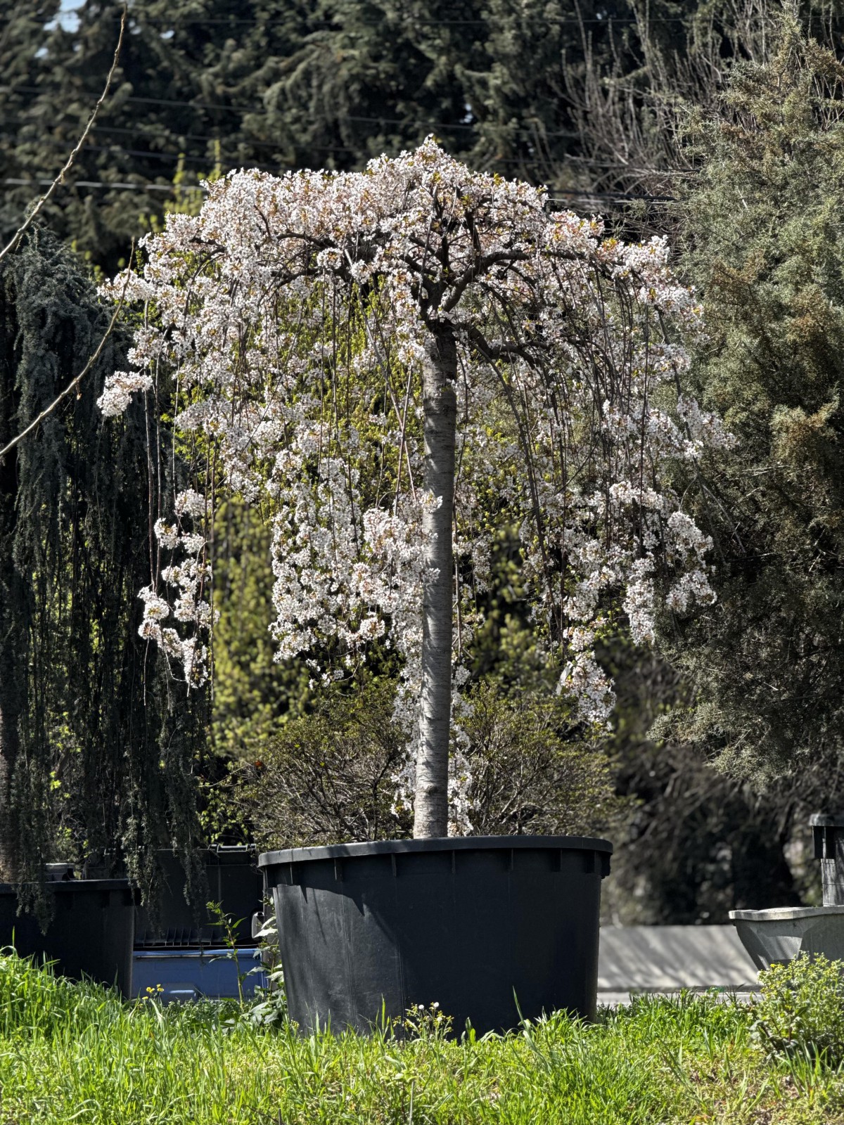 საკურა - kiu-shidare zakura