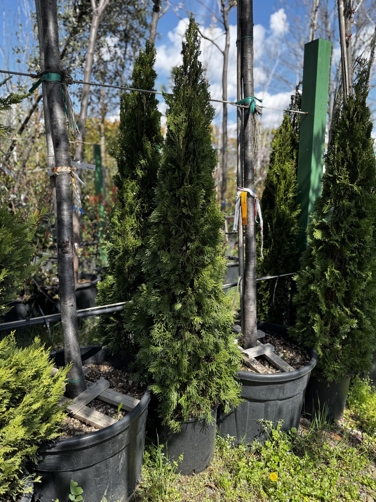 ტუია სმარაგდა - Thuja occidentalis 'Emerald Green'