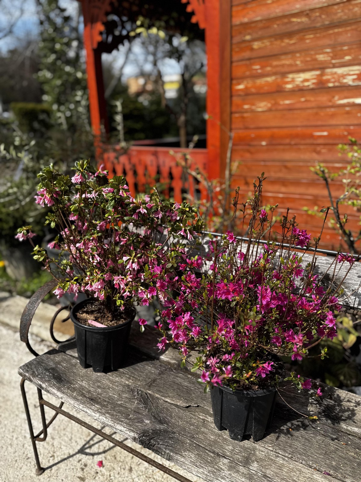 აზალია - Rhodedendron (Azalea) japonica