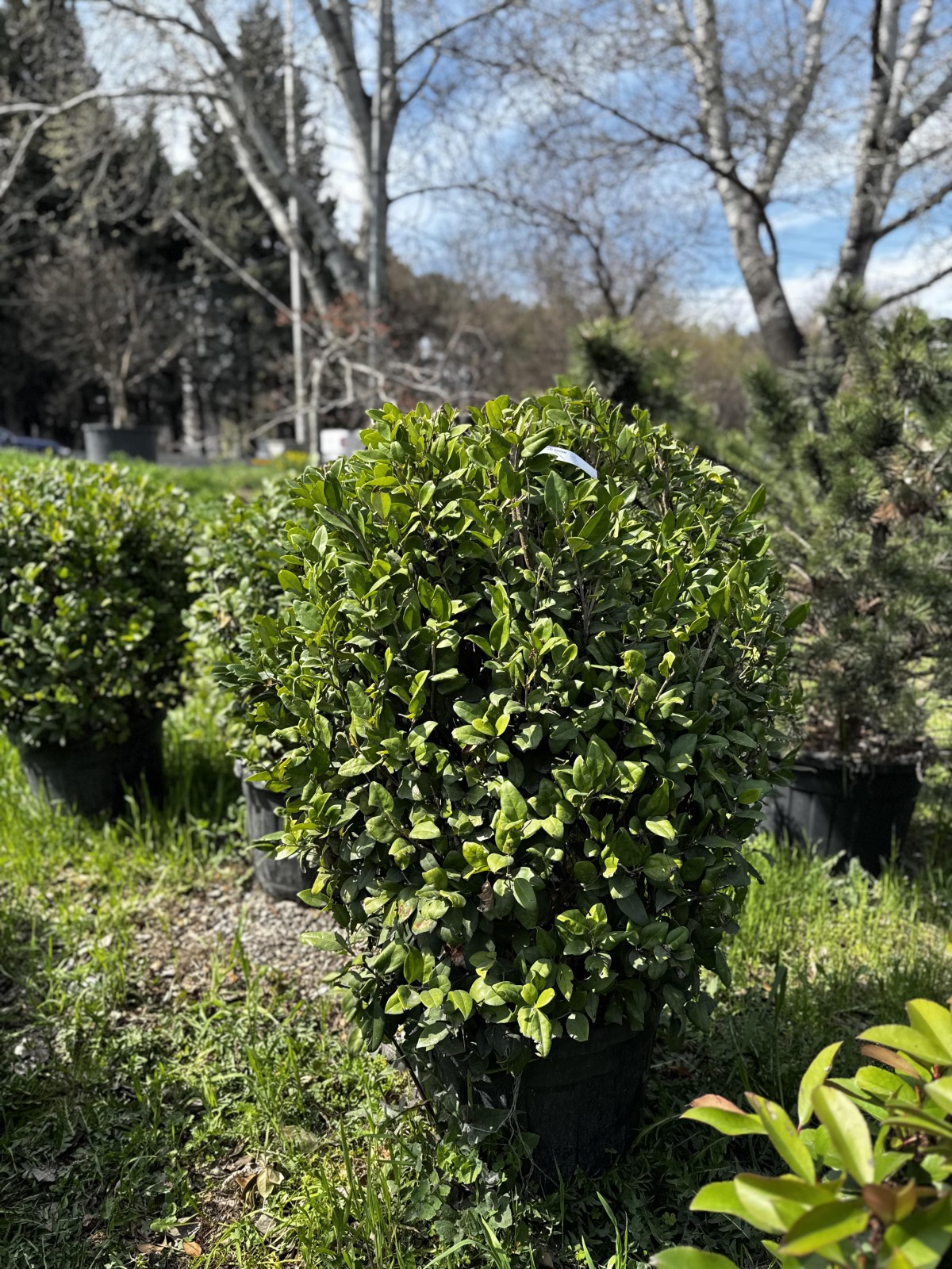 მარადმწვანე კვიდო - ligustrum