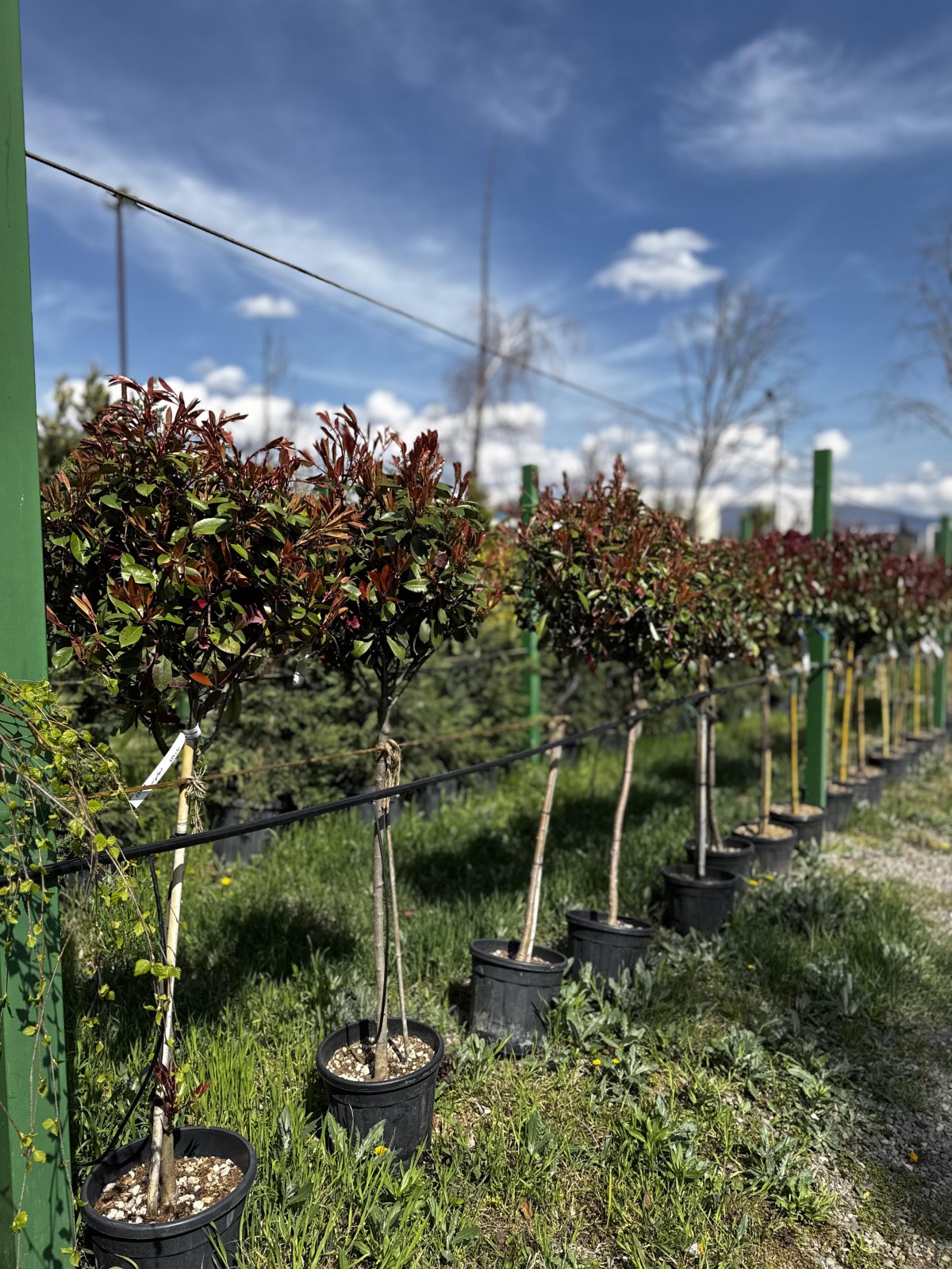 ფოტინია შტამპზე - photinia fraseri red robin (fusto)