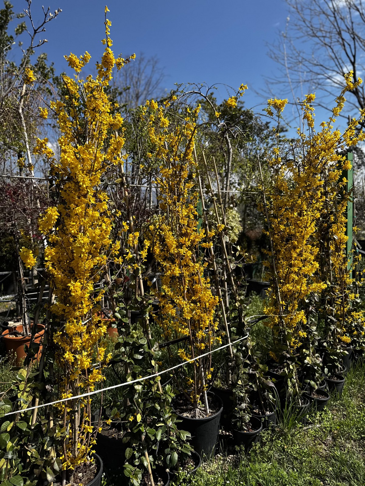 ფორზიცია-forsythia intermedia lynwood