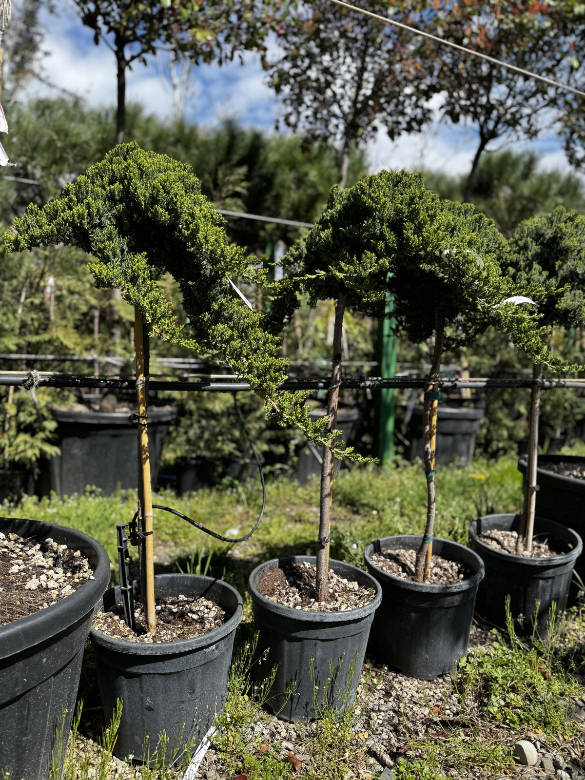 ღვია-80-100სმ