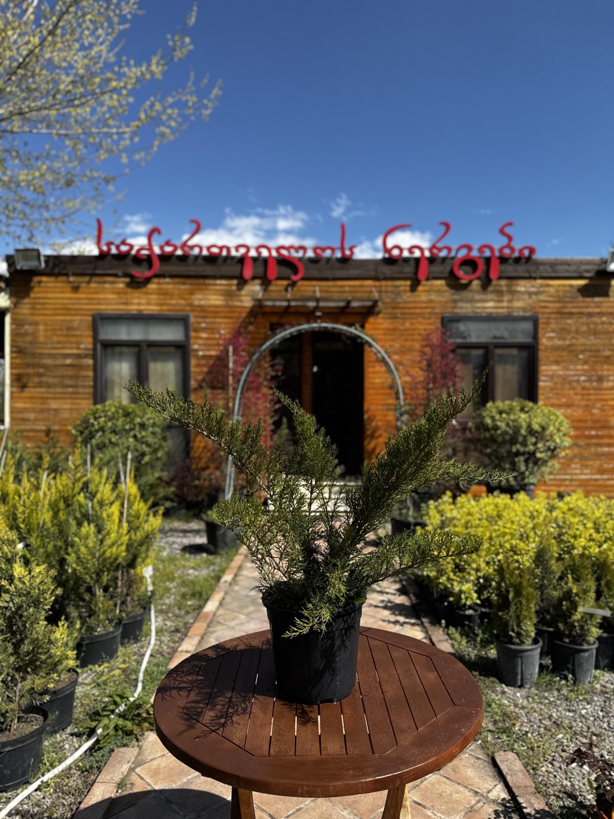 ღვია - Juniperus media 'Old Gold'