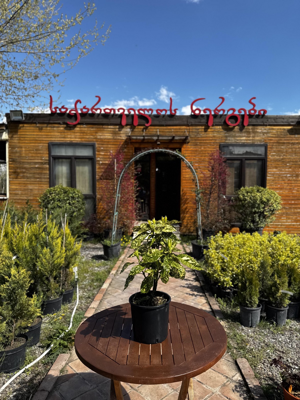 აუკუბა - aukuba