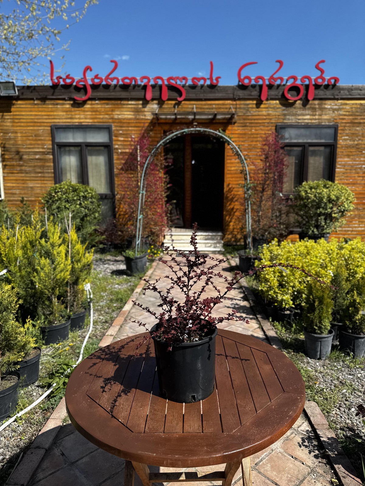 კოწახური - Berberis thunbergii_Berberis vulgaris