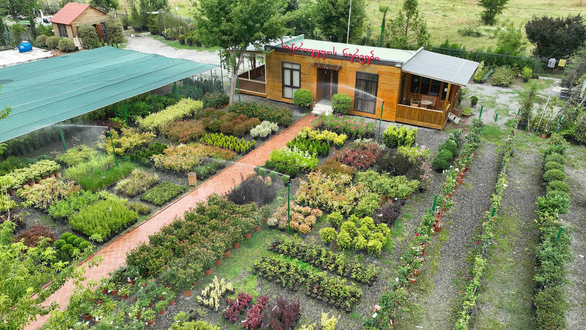 საქართველოს ნერგები