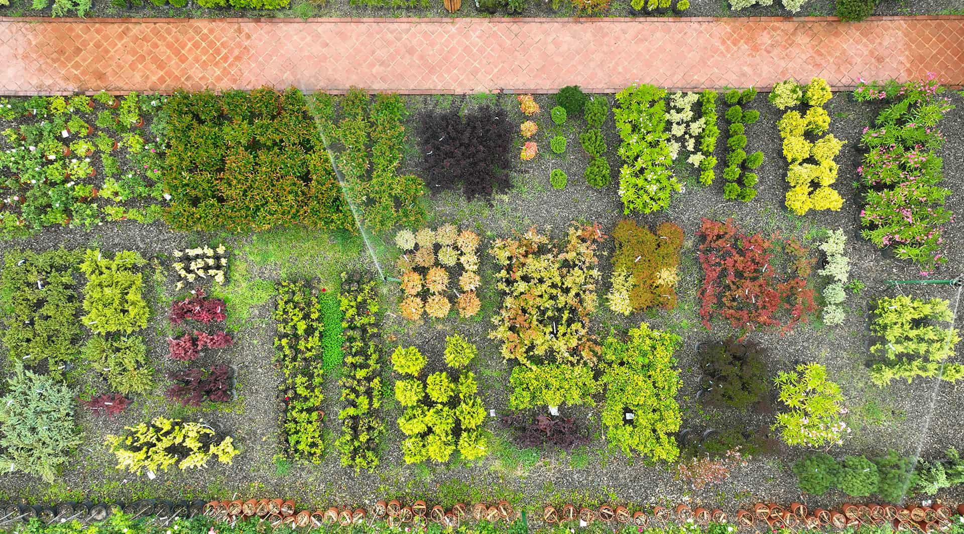 საქართველოს ნერგები